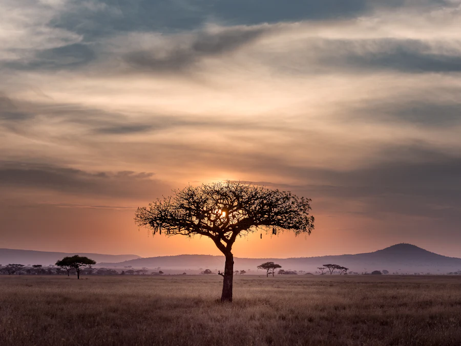 An acacia tree on the savannah at sunset